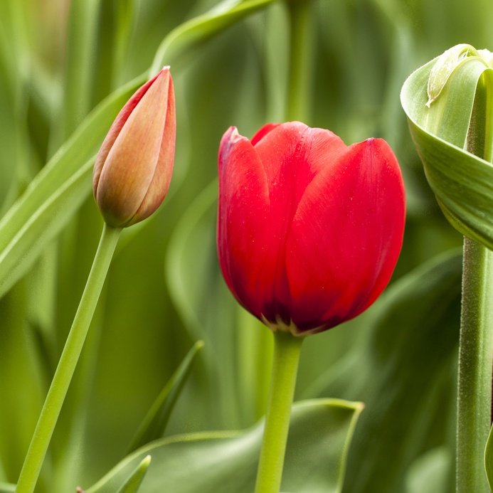 Rote Tulpenknospe und Tulpenblüte als Symbol für Entwicklung