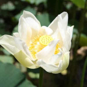 Lotusblüte als Symbol für Selbstbewusstsein